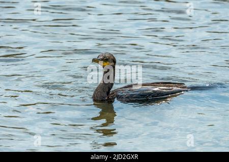 Un Cormorant néotrope nageant dans la Laguna Madre au South Padre Island Birding Center, Texas. Banque D'Images