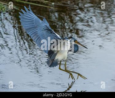 Un Heron tricolore, Egretta tricolor, débarquant dans un marais humide du South Padre Island Birding Center, au Texas. Banque D'Images