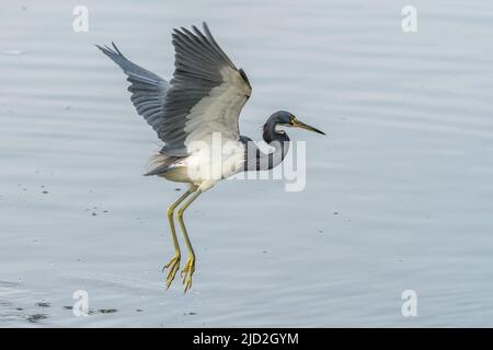 Un Heron tricolore, Egretta tricolor, en vol dans un marais humide du South Padre Island Birding Center, au Texas. Banque D'Images