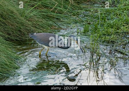 Un Heron tricolore, Egretta tricolor, chasse le poisson dans un marais humide du South Padre Island Birding Center, Texas. Banque D'Images