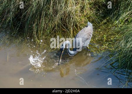 Un héron tricolore, Egretta tricolor, frappe un poisson dans un marais humide du South Padre Island Birding Center, Texas. Banque D'Images