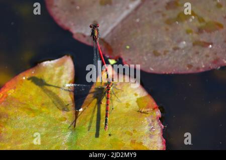 Grosses mouches rouges sur Lily Pad Banque D'Images