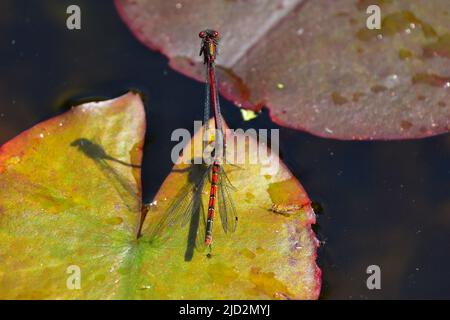 Grosses mouches rouges sur Lily Pad Banque D'Images