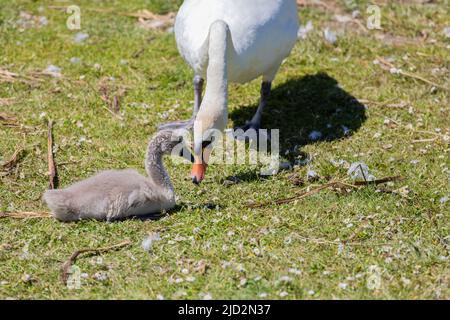 Mère Mute Cygne, Cygnus olor, avec son cygnet sur terre, Dorset, Angleterre Banque D'Images