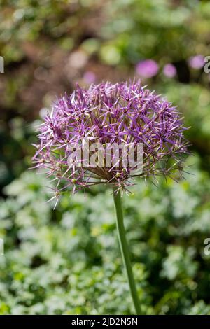 Fleur d'Allium Christophii, étoile de Perse Banque D'Images