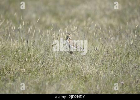 Gros plan à gauche image d'un Skylark eurasien (Alauda arvensis) sur le sol parmi les herbes lors d'une Journée ensoleillée sur l'île de Man, Royaume-Uni en mai Banque D'Images