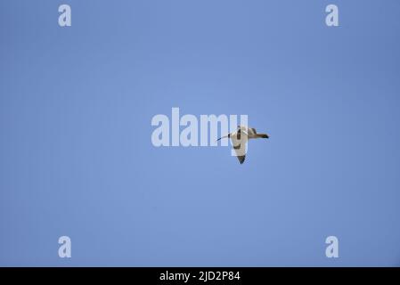 Le Courlis eurasien (Numenius arquata) volant de droite à gauche de l'image avec les ailes ouvertes, copiez l'espace vers la gauche, contre un ciel bleu profond lors d'une Sunny Day, Royaume-Uni Banque D'Images