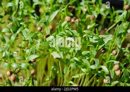 Gros plan macro extrême de Coriander microgreens sprint.Nouveau concept de vie.Pousses de micro-vert en pleine croissance en gros plan.Germination des graines à la maison.Véga Banque D'Images