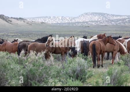 Un troupeau coloré de chevaux de ranch longeant des routes poussiéreuses conduit dans les pâturages d'été. Banque D'Images