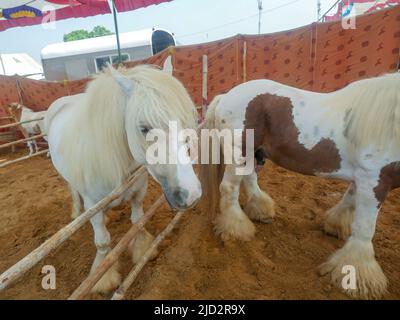 Le cheval tzigane est également connu sous le nom de rafle tzigane traditionnel, rafle irlandais, cheval tzigane, rafle galineur ou Gypsy Vanner debout dans une écurie de chevaux Banque D'Images