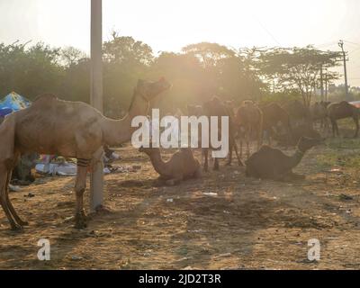 Pushkar, Inde du Rajasthan - 04 novembre 2019 : les chameaux se sont rassemblés pour le meilleur festival de chameaux de l'Inde à l'exposition de chameaux de Pushkar Banque D'Images