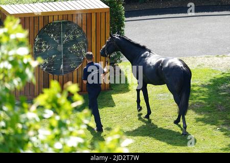 Un cheval se tient devant un grand ventilateur pendant le quatrième jour de Royal Ascot à l'hippodrome d'Ascot. Date de la photo: Vendredi 17 juin 2022. Banque D'Images