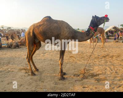 Pushkar, Inde du Rajasthan - 04 novembre 2019 : les chameaux se sont rassemblés pour le meilleur festival de chameaux de l'Inde à l'exposition de chameaux de Pushkar Banque D'Images