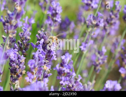 Abeille tout en suçant le nectar sur les fleurs de lavande au printemps Banque D'Images