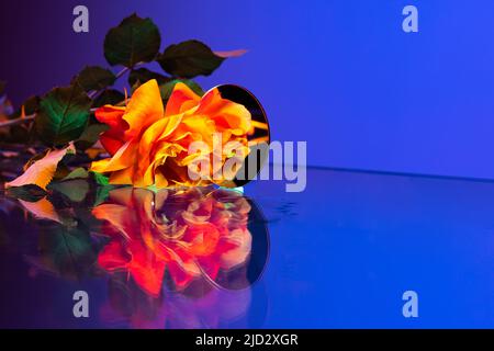 Fleurs roses jaunes, adorable composition florale située sur une table isolée sur fond bleu à la lumière du néon. Concept de fleuriste, décorations Banque D'Images