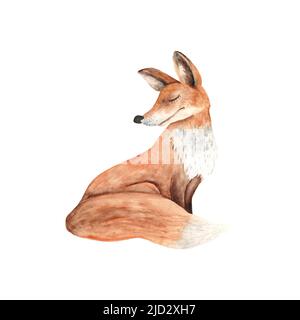 Renard assis. Illustration isolée sur fond blanc. Aquarelle dessin à la main. Idéal pour les affiches, les vêtements de bébé et les imprimés de t-shirt Banque D'Images