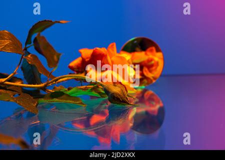 Fleurs roses jaunes, adorable composition florale située sur une table isolée sur fond bleu à la lumière du néon. Concept de fleuriste, décorations Banque D'Images