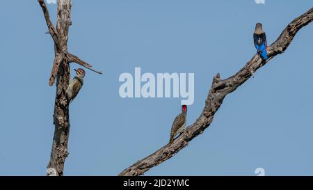 kingfisher à tête grise (Halcyon leucocephala) et pic Nubien (Campethera nubica), Lualenyi, zone de conservation de Tsavo, Kenya. Banque D'Images