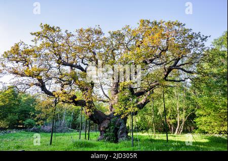 Le grand chêne de la forêt de Sherwood, Angleterre Banque D'Images