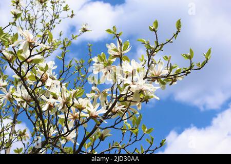 Arbre magnolia fleuri avec de belles fleurs blanches sur ciel bleu au printemps Banque D'Images