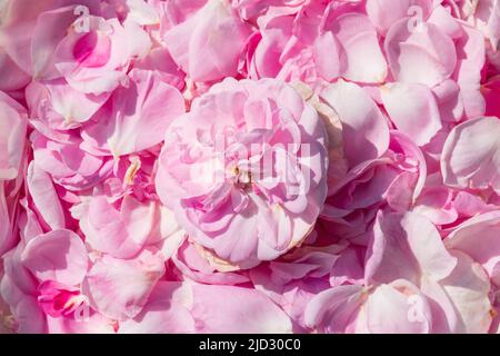 Magnifique fond de pétales de rose. Pétales de rose délicats avec fleur de rose au centre Banque D'Images