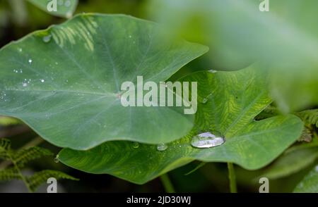 Beau détail de gouttes d'eau sur leaf - macro détail Banque D'Images