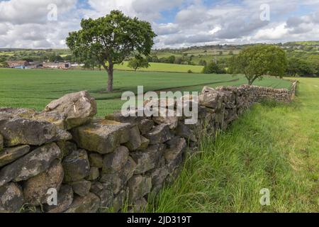 Un mur en pierre sèche séparant les champs des terres agricoles de Baildon, dans le Yorkshire. Deux chênes se trouvent dans le champ voisin où de nouvelles cultures sont en croissance. Banque D'Images