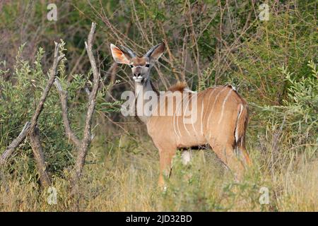 Jeune mâle kudu antilope (Tragelaphus strepsiceros) dans l'habitat naturel, Afrique du Sud Banque D'Images