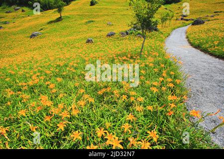 Magnifique paysage de fleurs de Daylyly (Hemerocallis fulva, Orange Daylyly) fleuries parmi les montagnes avec sentier dans une journée ensoleillée Banque D'Images