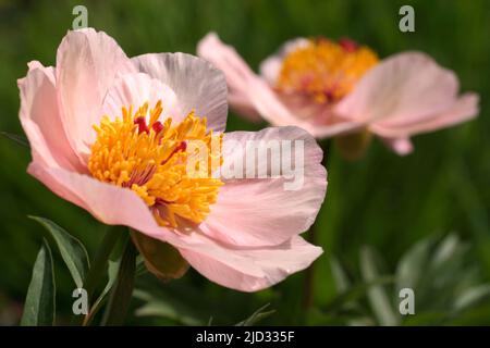 Nosegay Paeonia. Fleurs de pivoine rose. Belles pivoines roses dans le jardin. Deux pivoines. Banque D'Images