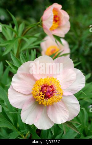 Nosegay Paeonia. Fleurs de pivoine rose. Belles pivoines roses dans le jardin. Photo verticale. Banque D'Images