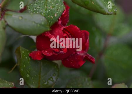 Belle rose rouge avec des gouttes d'eau après la pluie dans le terrain de jardin de la maison Banque D'Images