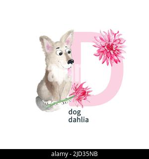 Lettre D, chien, dahlia, enfants mignons animaux colorés et fleurs alphabet ABC. Illustration aquarelle isolée sur fond blanc. Banque D'Images