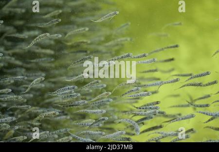 DANEMARK, Jutland, Hirtshals, société Danish Salmon, système d'aquaculture de saumon à base terrestre (RAS) en réservoirs, ASC Salmon Standard v1,3, lutte intégrée contre les ravageurs, sans traitement antibiotique, larves de saumon / DÄNEMARK, Jütland, Hirtshals, Firma Danish Salmon, nachhaltige landbasierte Aquakulohne Antibiotika Einszatz, IPM Meinszesüch in, Salmon und Filzhutszutur und IPM (en), dans les bassins de filtration intensive Aufzucht der Fischlarven Banque D'Images