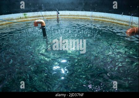 DANEMARK, Jutland, Hirtshals, société Danish Salmon, système d'aquaculture de saumon à base de terre (RAS) en réservoirs, ASC Salmon Standard v1,3, lutte intégrée contre les ravageurs, sans traitement antibiotique / DÄNEMARK, Jütland, Hirtshals, Firma Danish Salmon, nachhaltige landbasierte Aquakultur ohne Antibiotika Einsatz, Jütland, Hipland von Futshals, Pellich und Meissucht in, Pellets in und Auszeszeszunch, Anhunder, Anhunder, Anh Banque D'Images