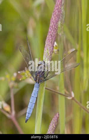 Kefeled Skimmer (Orthetrum coerulescens) Holt Norfolk GB juin 2022 Banque D'Images