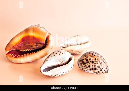 Quatre coquilles de mollusques, Cassis rufa, turbo petholatus, sur fond orange Banque D'Images