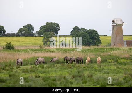 Konik Pony (Equus ferus caballus) Comment Hill Norfolk GB Royaume-Uni Mai 2022 Banque D'Images