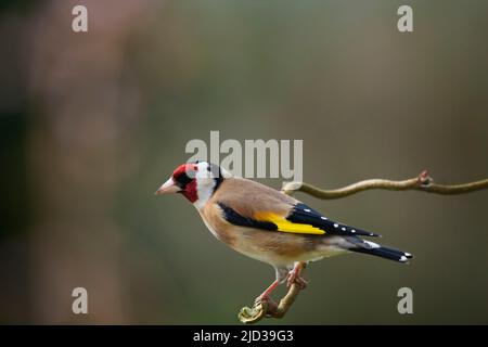 Chardonneret élégant, Carduelis carduelis Banque D'Images