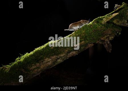 Le campagnol de champ ou le campagnol à queue courte (Microtus agrestis) la nuit Banque D'Images