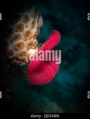 Ver à fer à cheval étoilé (Pomatosgus stellatus) sur la divesite d'Eel Garden au large de la côte des îles Provodenciales, Turques et Caïques Banque D'Images