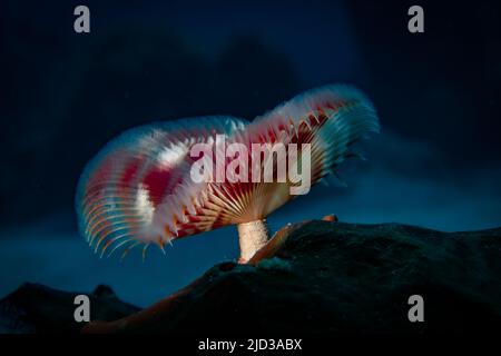 Ver à fer à cheval étoilé (Pomatosgus stellatus) sur la divesite d'Eel Garden au large de la côte des îles Provodenciales, Turques et Caïques Banque D'Images