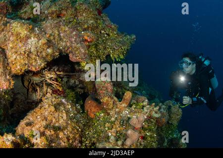 Diver explore le mur sur la divesite de l'oreille d'éléphant au large de West Caicos dans les îles Turks et Caicos Banque D'Images