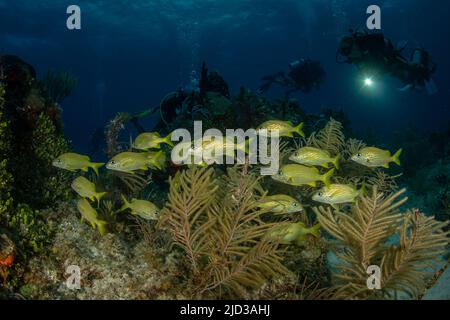 Le grunt français (Haemulon flavolineatumat) à l'aube sur la divesite G-Spot au large de l'île de French Cay, les îles Turques et Caïques Banque D'Images