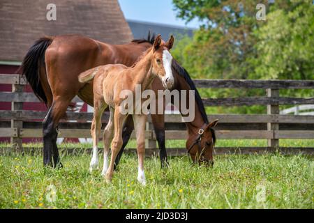 Foal et jument dans le champ Banque D'Images