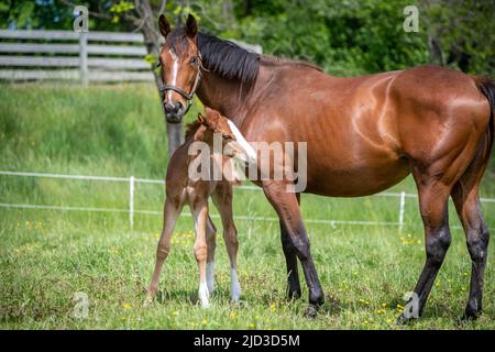 Foal et jument dans le champ Banque D'Images