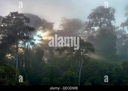 Lever du soleil dans la forêt brumeuse de Tabin, Sabah, Bornéo. Banque D'Images