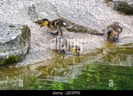 Canard colvert Drake Banque D'Images