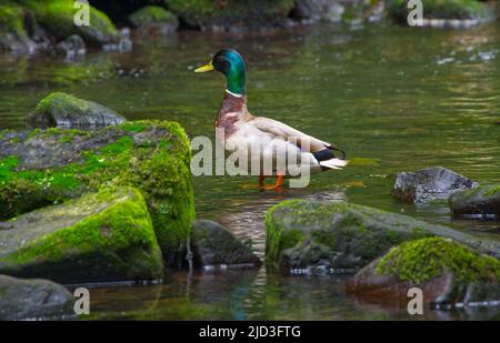 Canard colvert Drake Banque D'Images