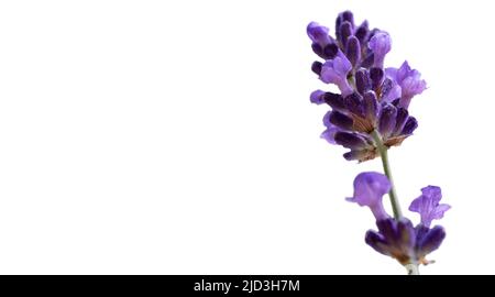 Une branche unique de fleur de lavande florissante et parfumée isolée sur blanc. Copier l'espace Banque D'Images